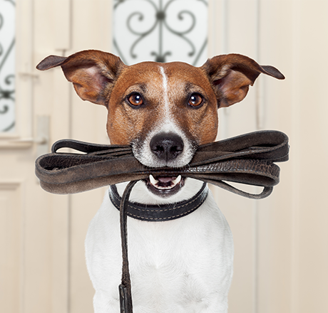 themenwelt bubblenavi hundeleine 460x440